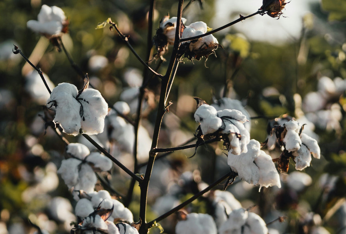 Why Cotton Is the Most Natural Choice for Indian Climates